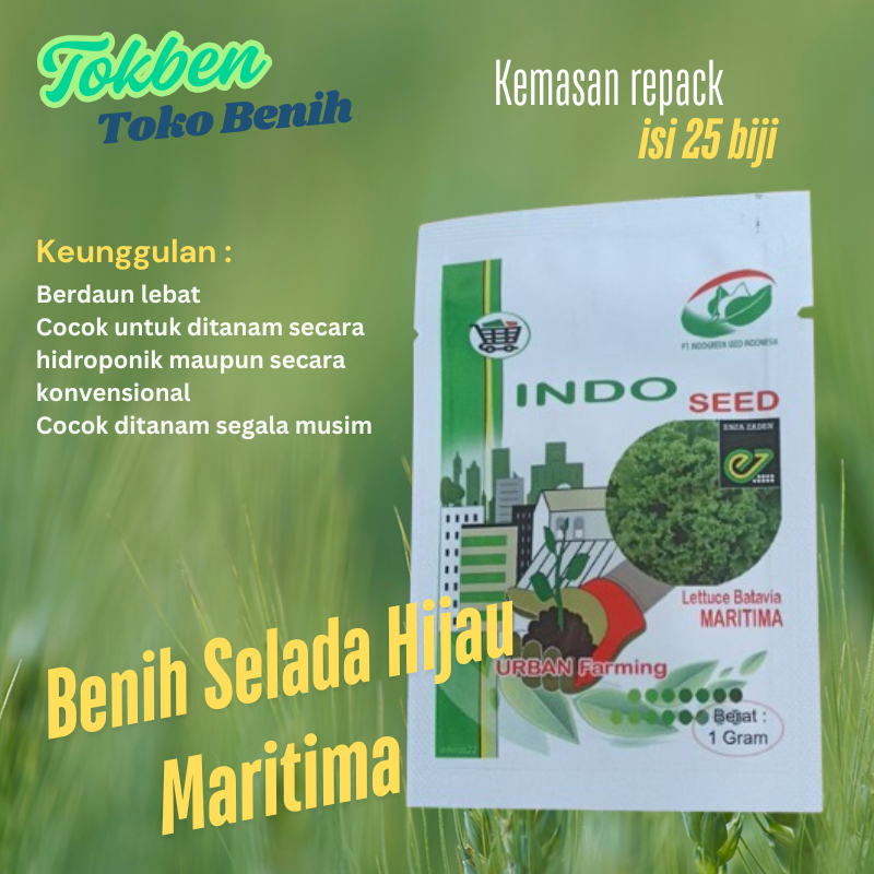 25 Biji - Benih Sayuran Selada Maritima kemasan repack