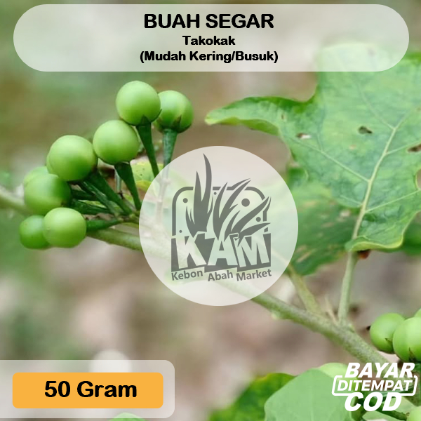 

Pokak/ Rimbang/ Takokak 50 gram Cepokak Tekokak Bukan Leunca