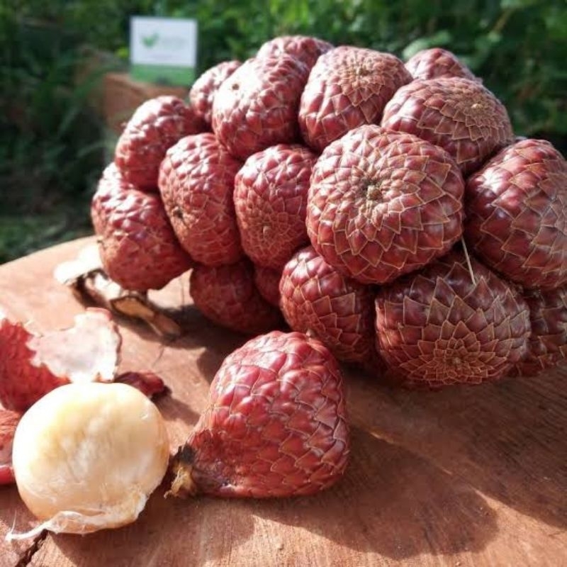 

KELUBI ASAM KELUBI ASAM PAYA SALAK HUTAN