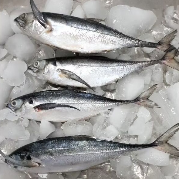 

ikan teros atau tengkek 1kg