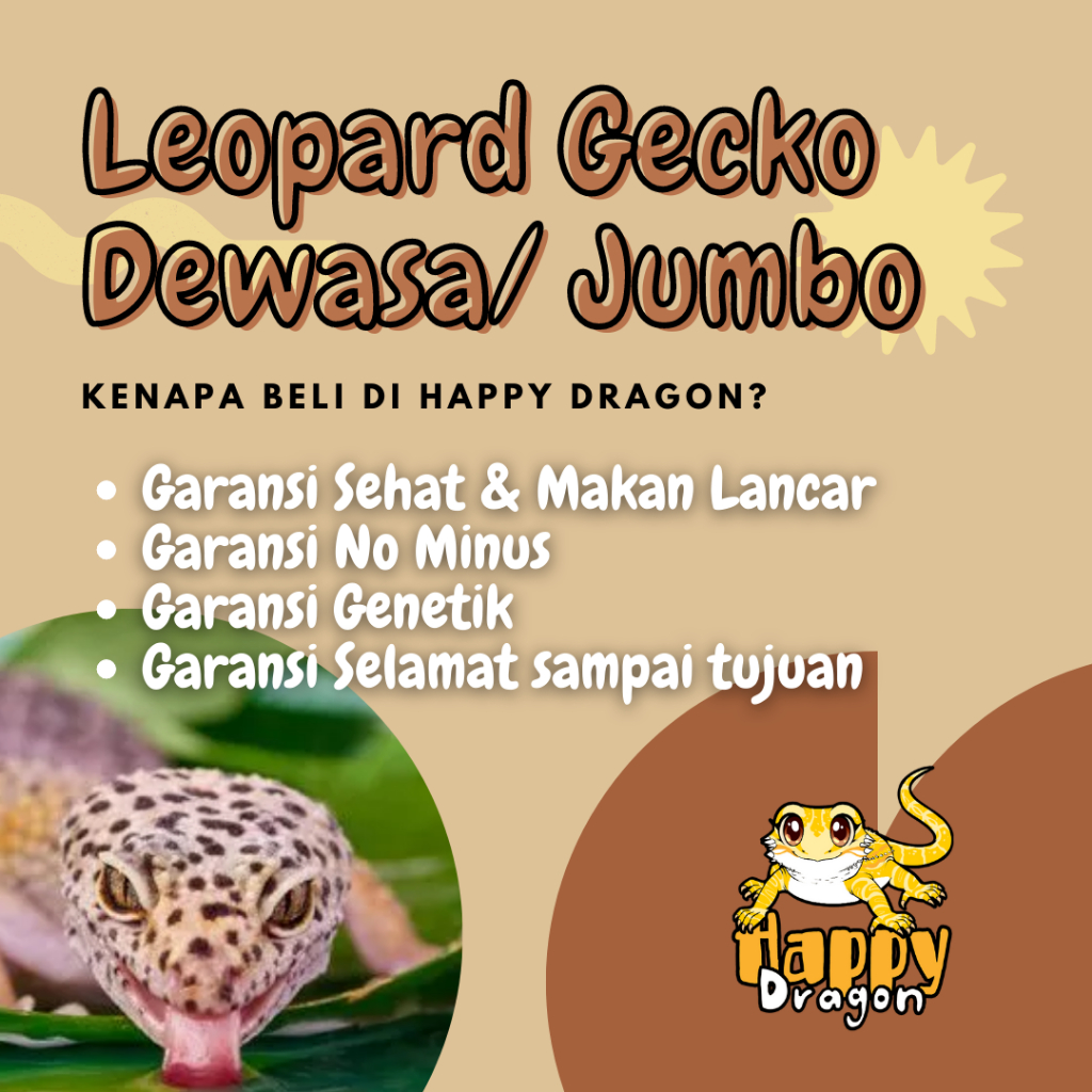 Mainan Anak Gecko Remaja Dewasa (BUKAN IGUANA, KURA, TOKEK, KADAL, TORTOISE)