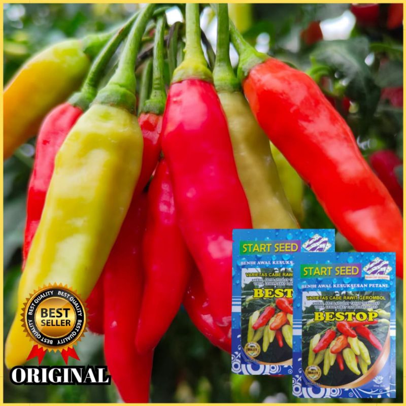 ID BIBIT CABE RAWIT UNGGUL BESTOP BIBIT CABE KALIBER UNGGUL TAHAN VIRUS BENIH CABE RAWIT UNGGUL