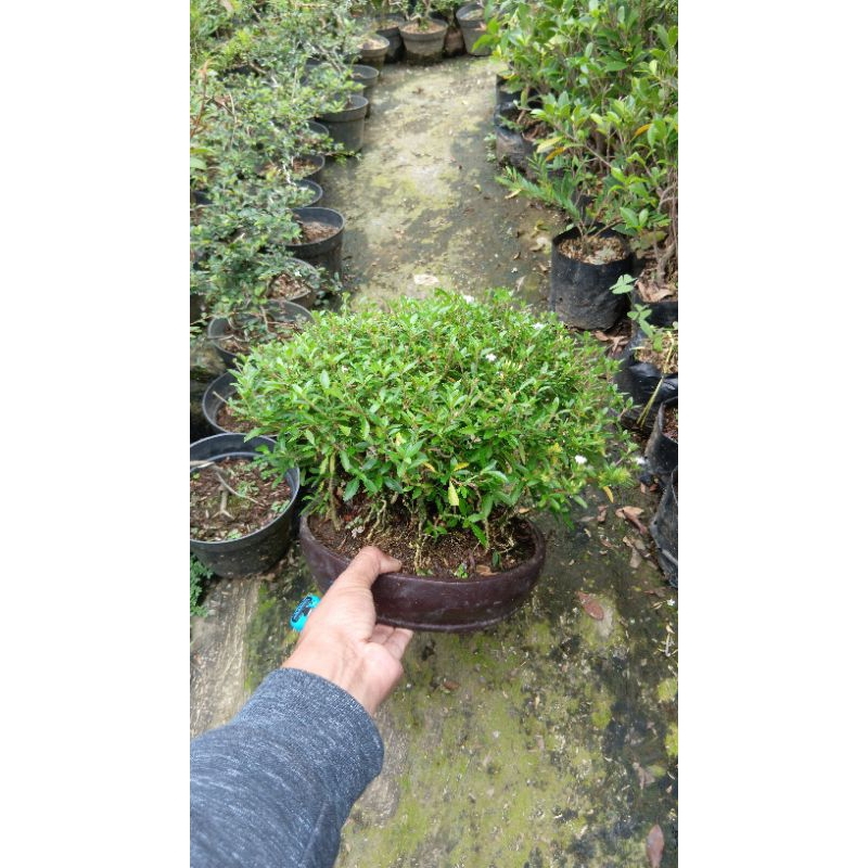[ REAL PICT ] BONSAI GROUPING SERIBU BINTANG MACRO BUNGA PUTIH TINGGAL PAJANG