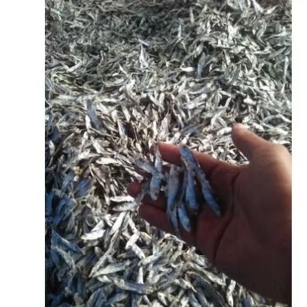 

ikan sampenit campek