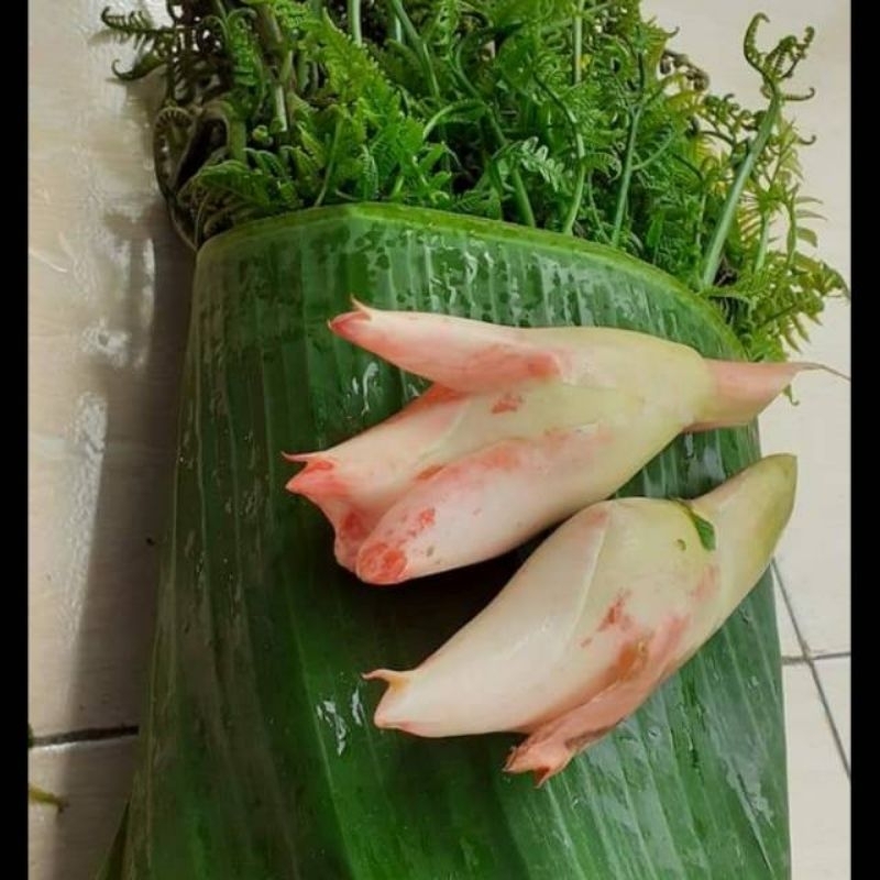 

pakis sayur segar 1kg fres