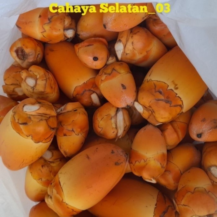 

Beluluk Kelapa - Tembuluk Kelapa Kecil