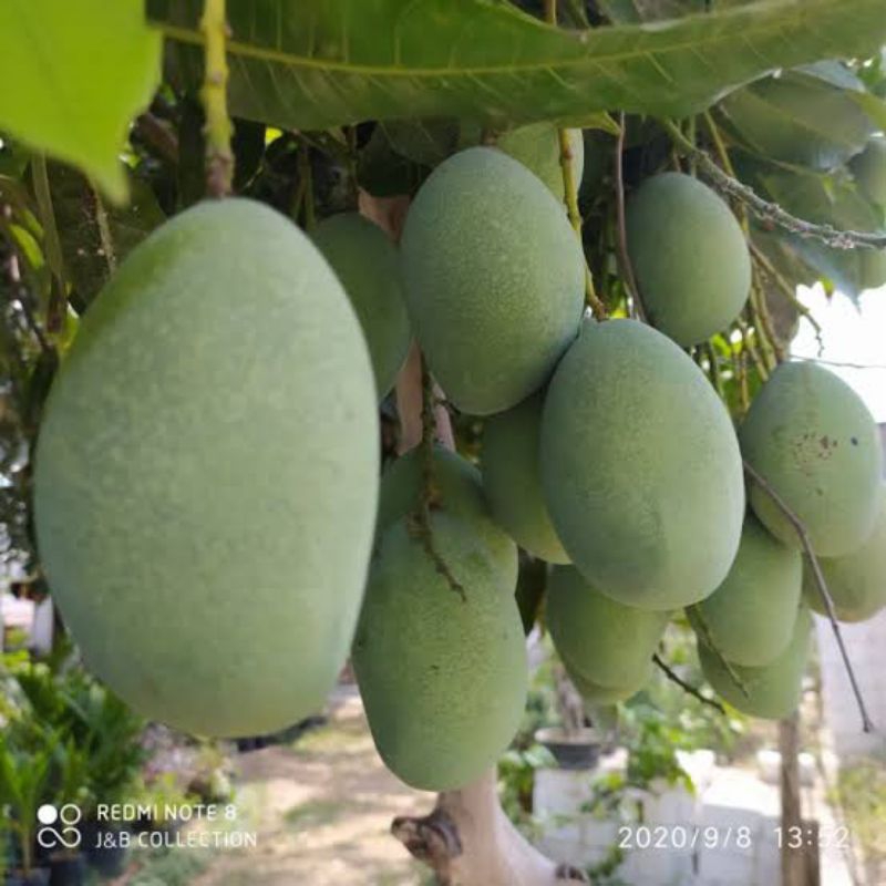 

Mangga Manalagi Muda/ Rujakan 1 Kg Fresh Ada Pesanan Langsung Petik