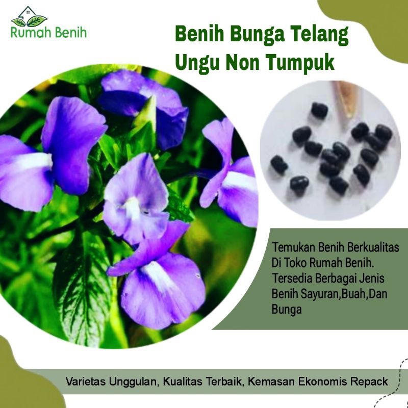 Benih Bunga Clitoria Ternatea Import F1 / Bibit Benih Bunga Herb  / Biji Benih Bunga / Benih Tanaman