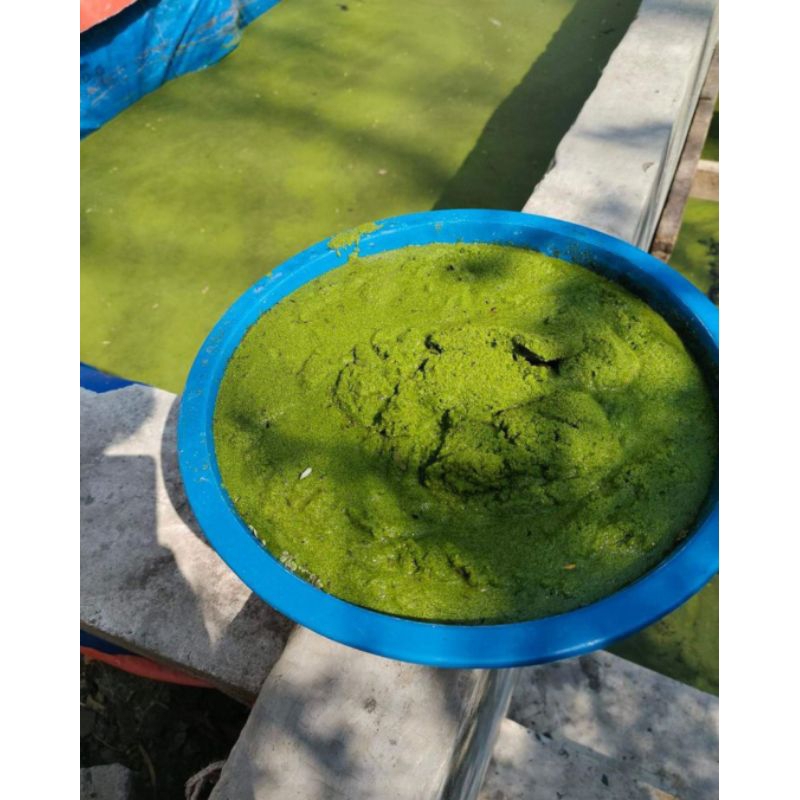 

wolfia Wolffia arihza kemasan mika 500 gram