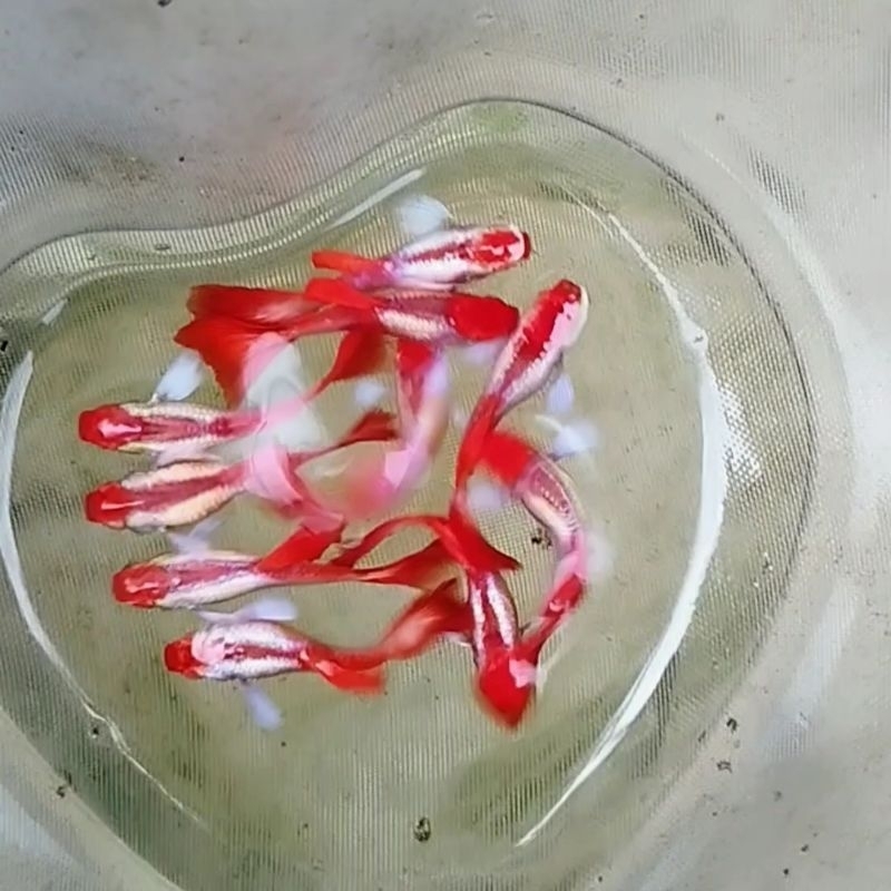 Ikan guppy albino prtde koi