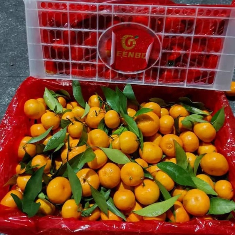 JERUK SANTANG DAUN 1 KERANJANG 6kg