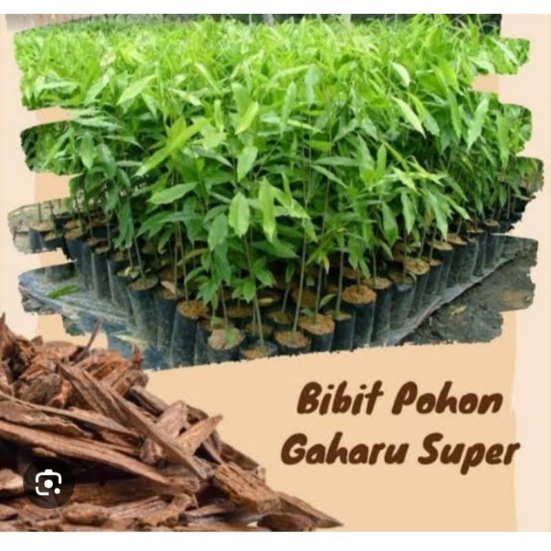 Bibit Pohon Kayu GAHARU Asli Super Unggul
