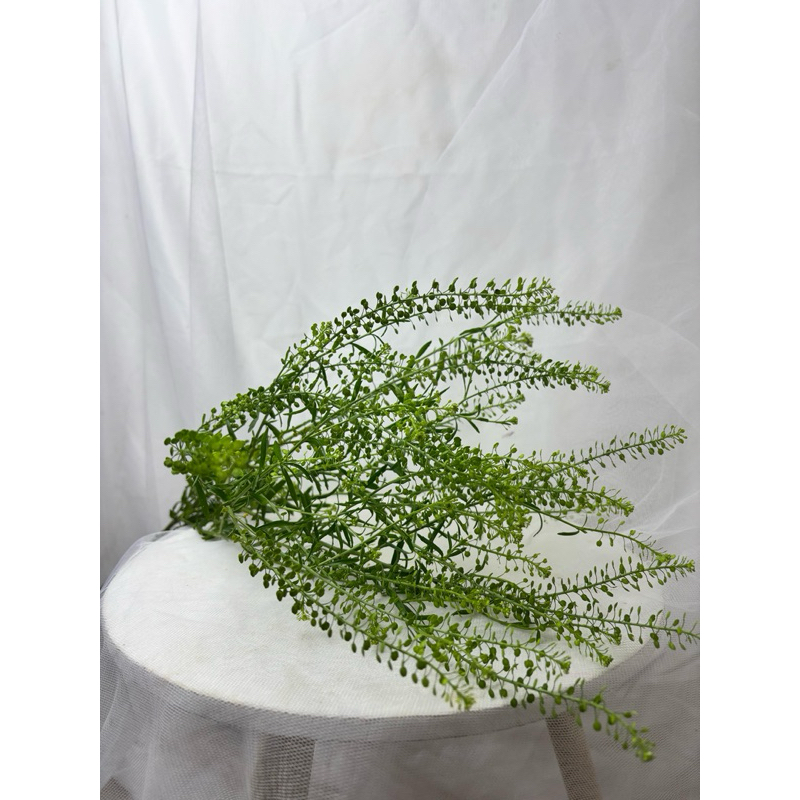 DAUN THLASPI (BUNGA POTONG)