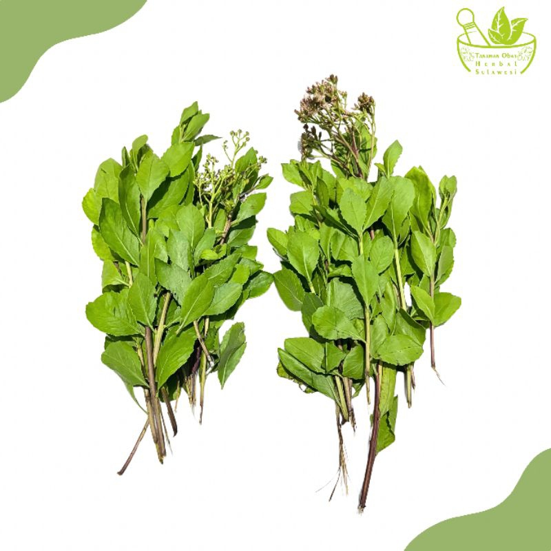 

Daun Beluntas Segar (150 Gram)
