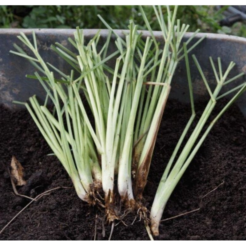

bibit serai / sereh dapur fresh