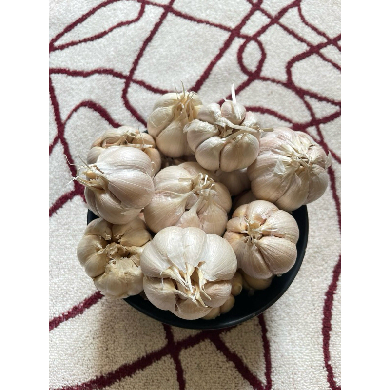 

BAWANG KATING MURAH