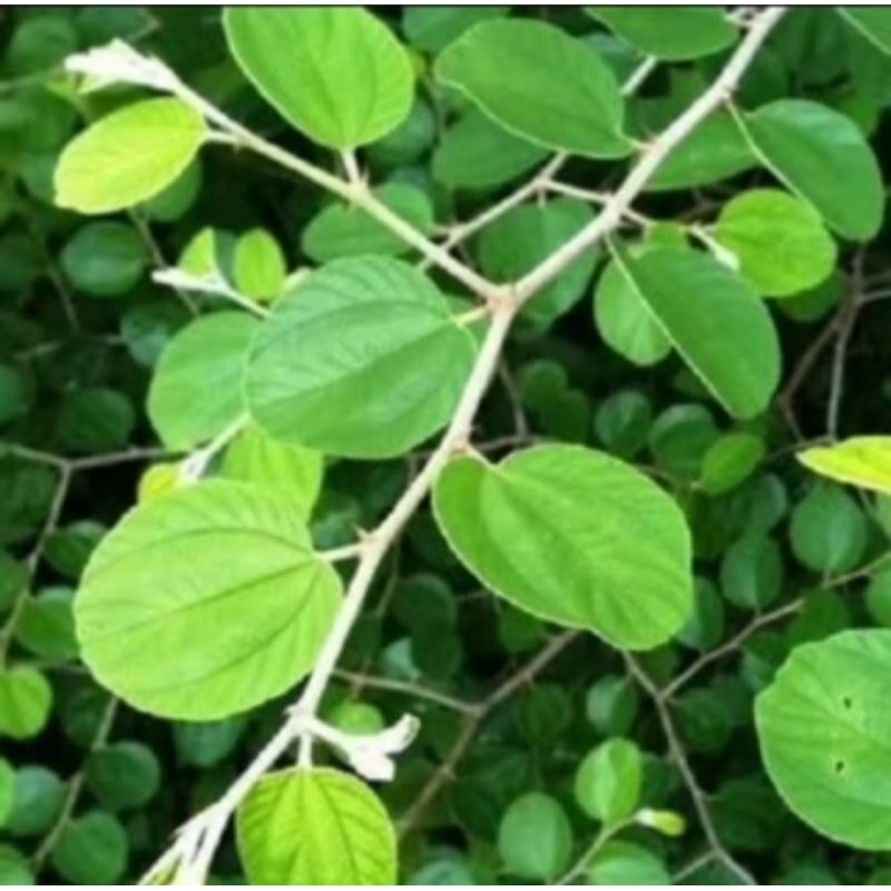 

Daun Bidara Arab Asli Segar 100 Lembar