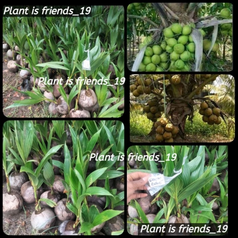 BIBIT KELAPA GENJAH ENTOG - KELAPA GENJAH ENTOK