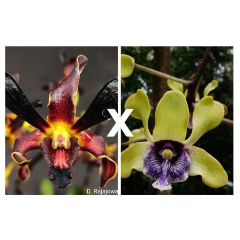 Anggrek Dendrobium Rajajowas x Besi
