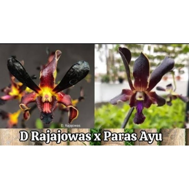 Anggrek Dendrobium Rajajowas x Paras Ayu