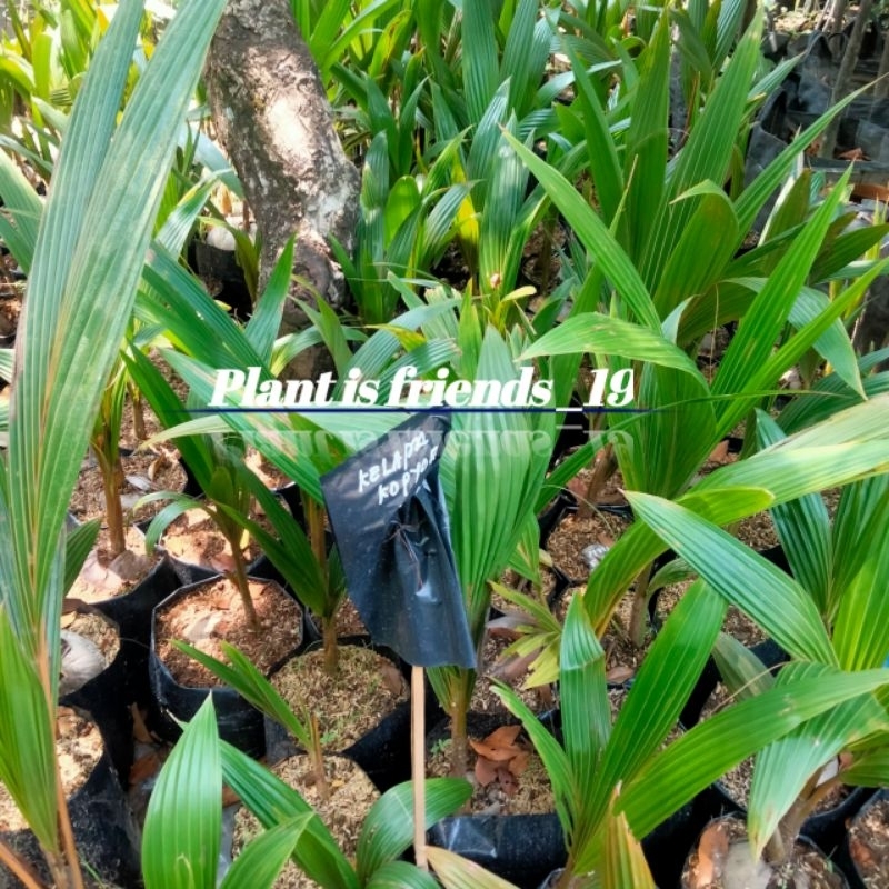 BIBIT TANAMAN POHON KELAPA KOPYOR