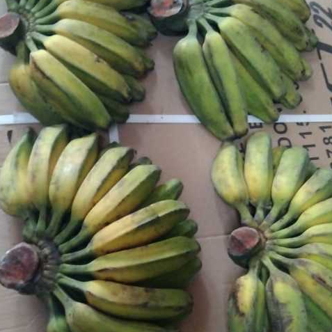 

Pisang kepok Besar Per kg
