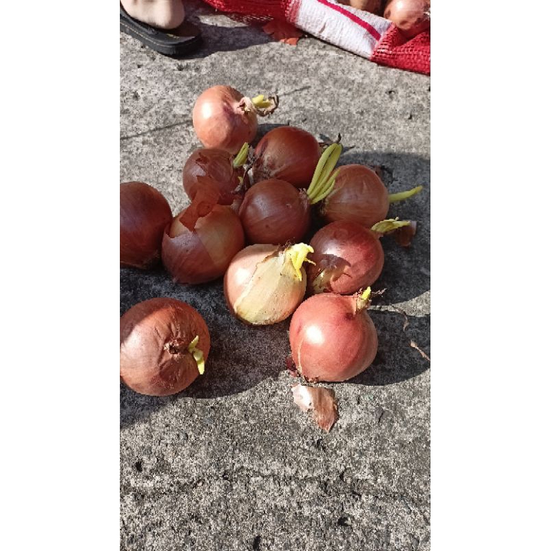 

bawang Bombay berdaun