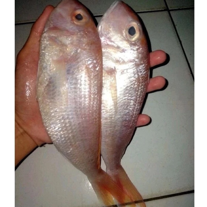

Ikan Kurisi / Ikan Kerisi Segar Fresh Frozen 1kg / Hasil Harian Nelayan BERGARANSI