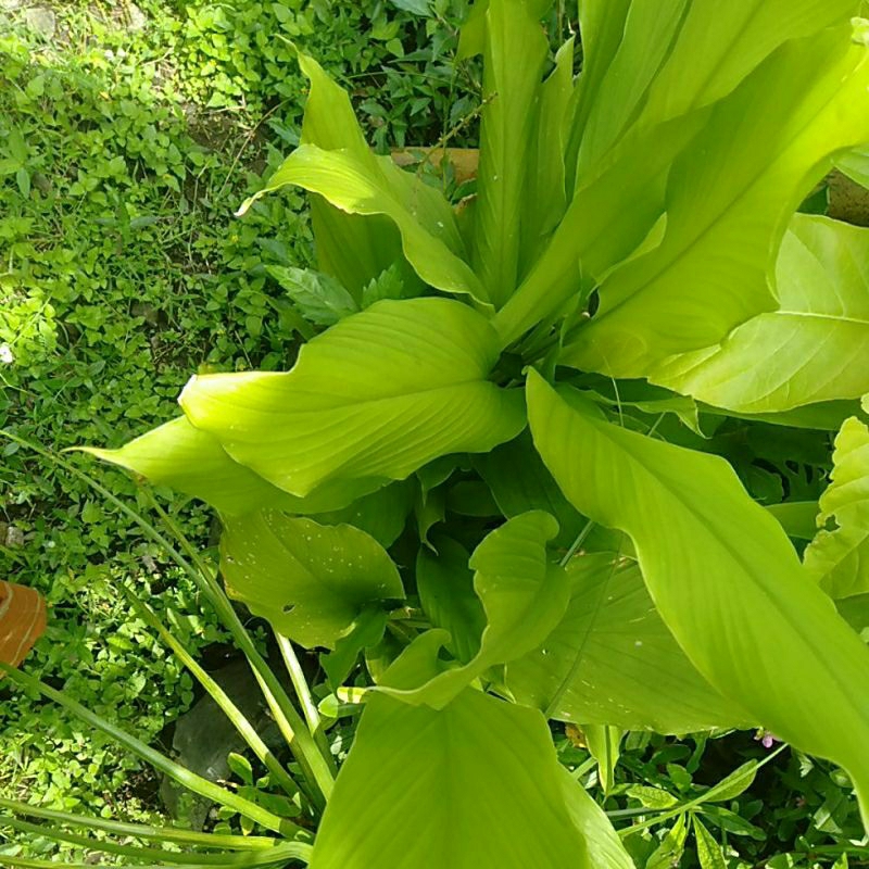 

DAUN KUNYIT KUNIR KONENG petik segar