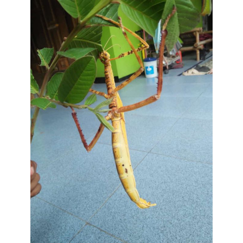 Belalang Tongkat / Ranting / stick Eurycnema Versirubra