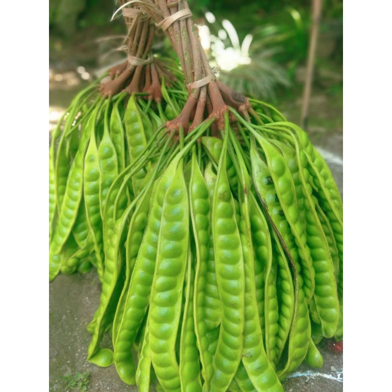 

PETE/PETAI TUA FRESH 1 EMPONG ISI 100 PAPAN LONJOR BARU PETIK