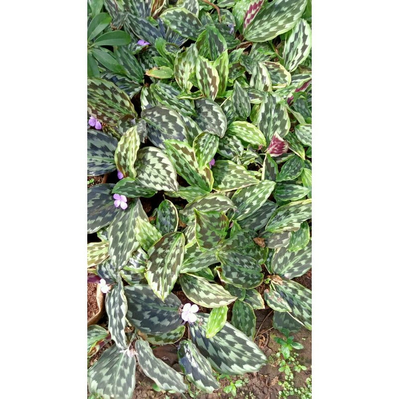 Tanaman calathea ekor merak