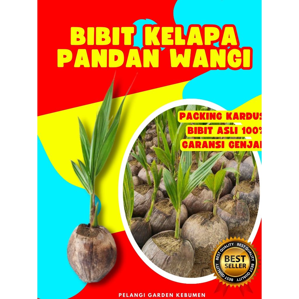 PANEN CEPAT  Pohon Kelapa Pandan Wangi F1, Pohon Kelapa Pandan Wangi F1 Asli Thailand
