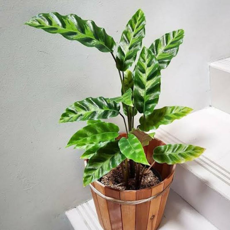 Calathea alberti - tanaman hias calathea alberti