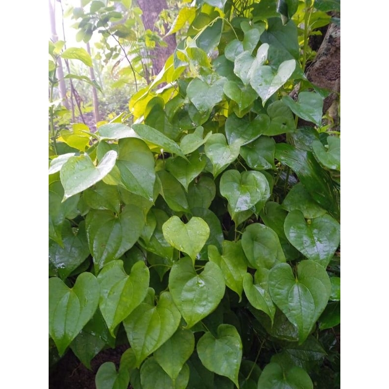 

daun gembili Fress petik 50 lembar