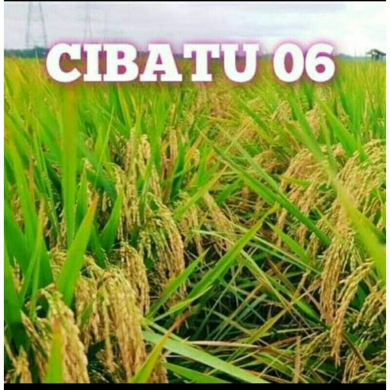 BENIH PADI CIBATU 06 BERKUALITAS KEMASAN 5KG