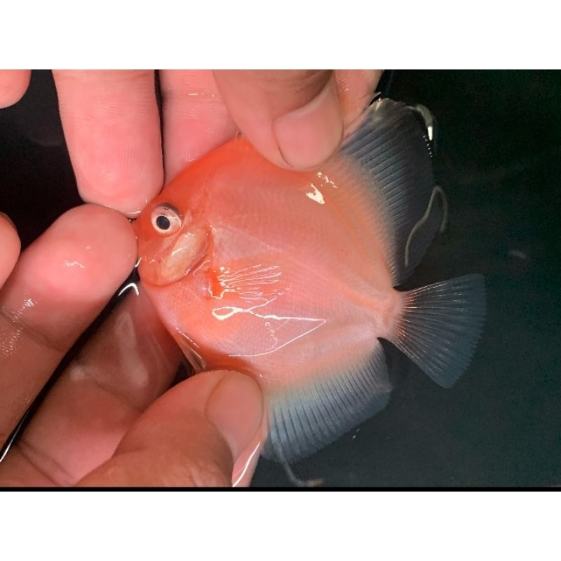 Ikan Discus White Diamond 2 Inc