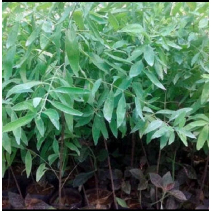 bibit pohon kayu cendana