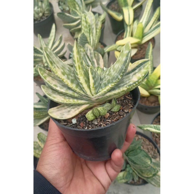 Gasteria  sakura fuji