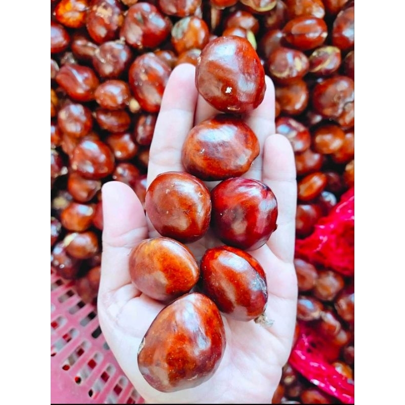 

promo jengkol jengki super tua merah 500g