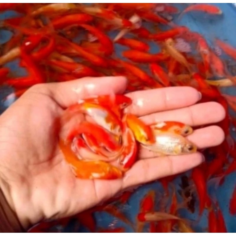 Ikan Komet Slayer Hiasan Aquarium Ikan Hias Komet Ikan Hias Komet Slayer Merah Putih