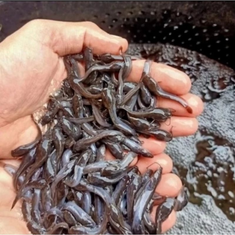 Bibit Ikan Lele Sangkuriang Murah