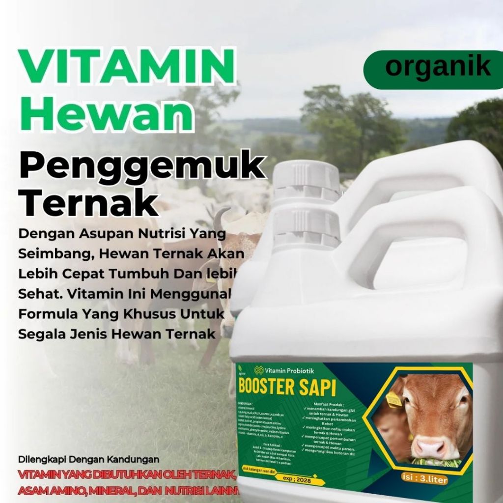 Vitamin penggemuk sapi jantan betina paling cepat dan aman Booster penggemuk sapi
