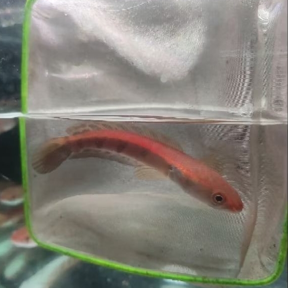 red barito 5-7cm sortiran bagus/super red barito