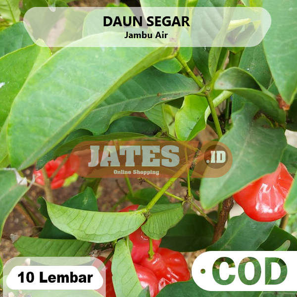 

Daun Jambu Air Segar 10 Lembar