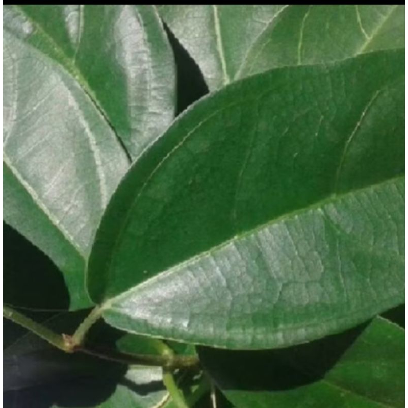 

kipanas/daun cincau hijau/cincau cina herbal alami 100 lembar