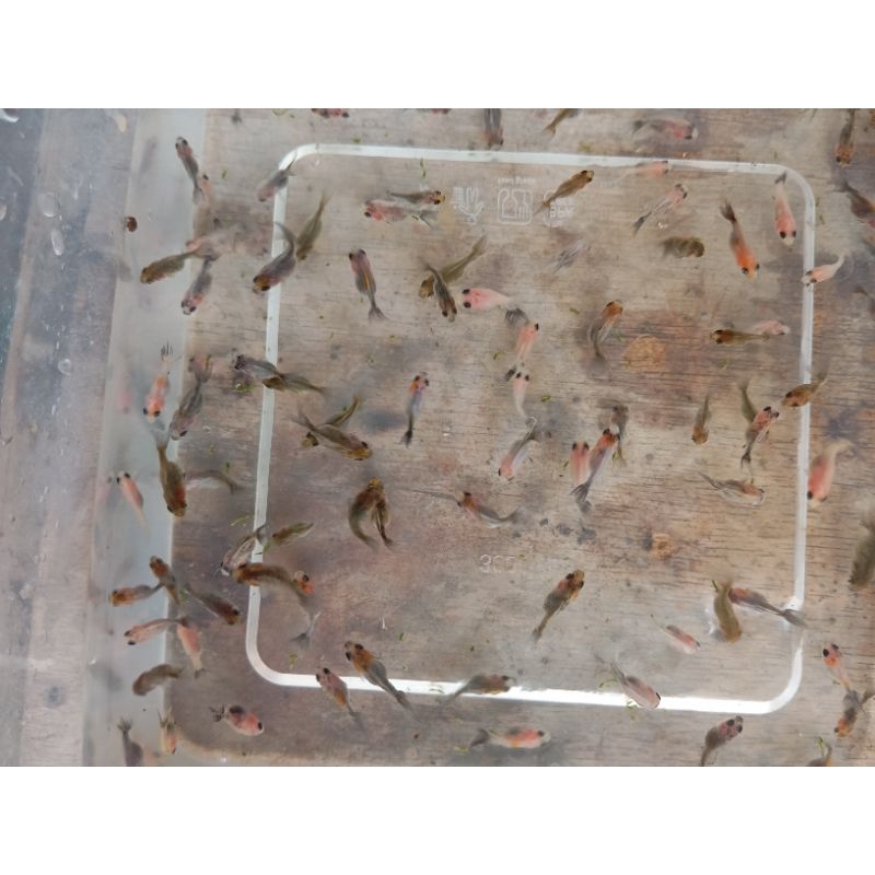 bibit oranda short body 300pcs