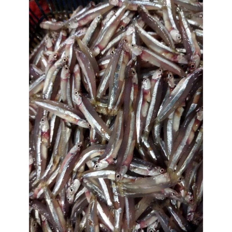 

Ikan Teri Basah Galer Fresh Frozen Hasil Laut Segar 1Kg BERGARANSI