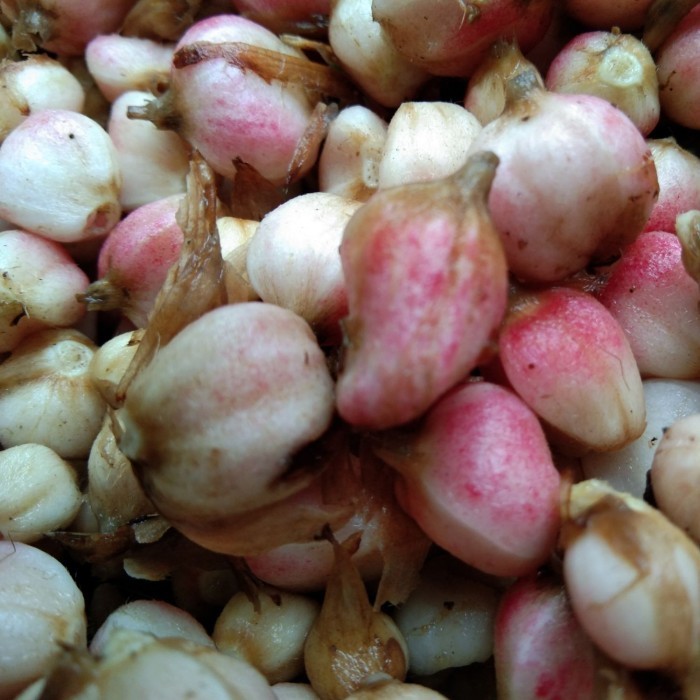 

Buah Kapulaga Segar/Basah 100grm