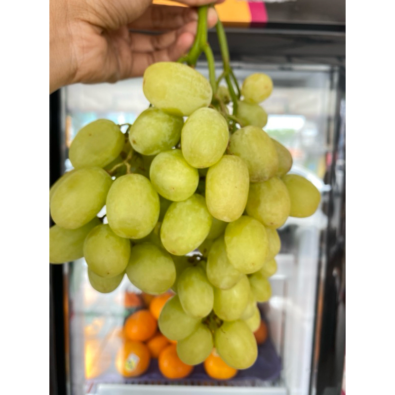

anggur hijau non biji/australian green grape seedless